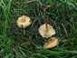 Mezei szegfűgomba (Marasmius oreades), Budai-hegység